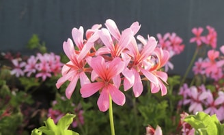 a bunch of pink flowers in a garden