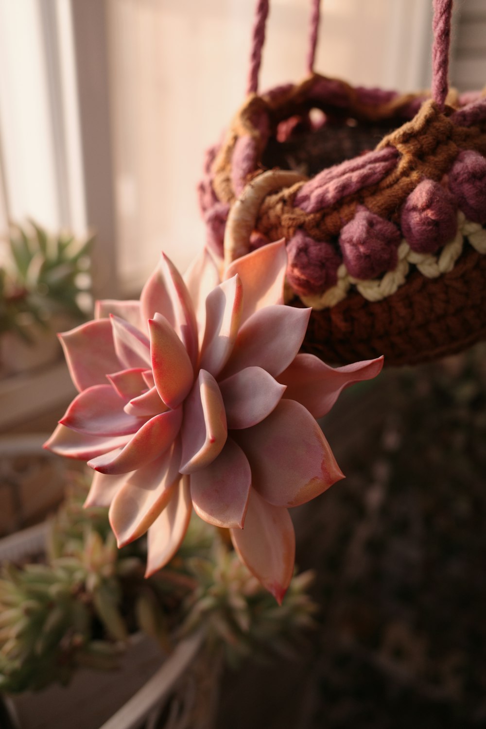 a pink flower hanging from a hanging basket