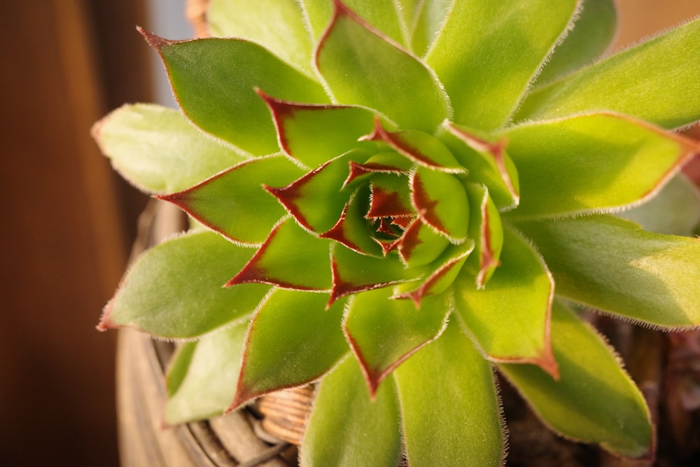 a close up of a green plant in a basket