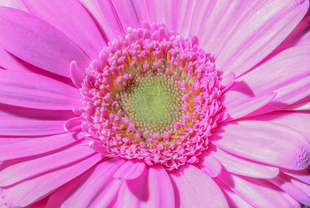 a close up of a pink flower with a green center