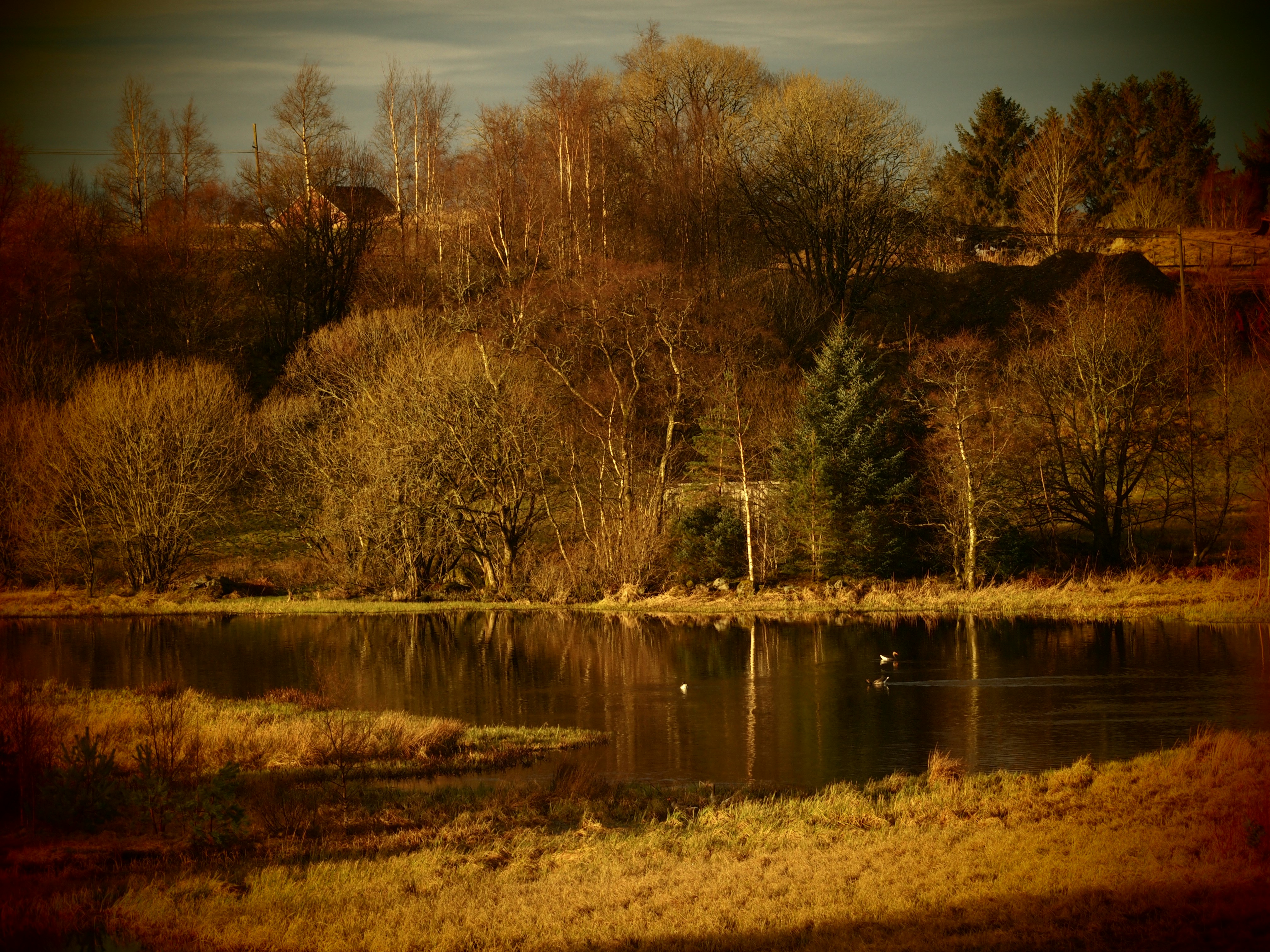 a small lake surrounded by trees and grass