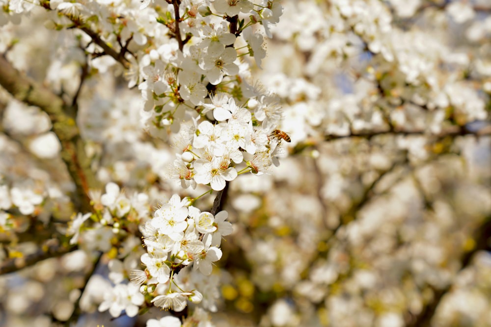 a close up of a tree with white flowers