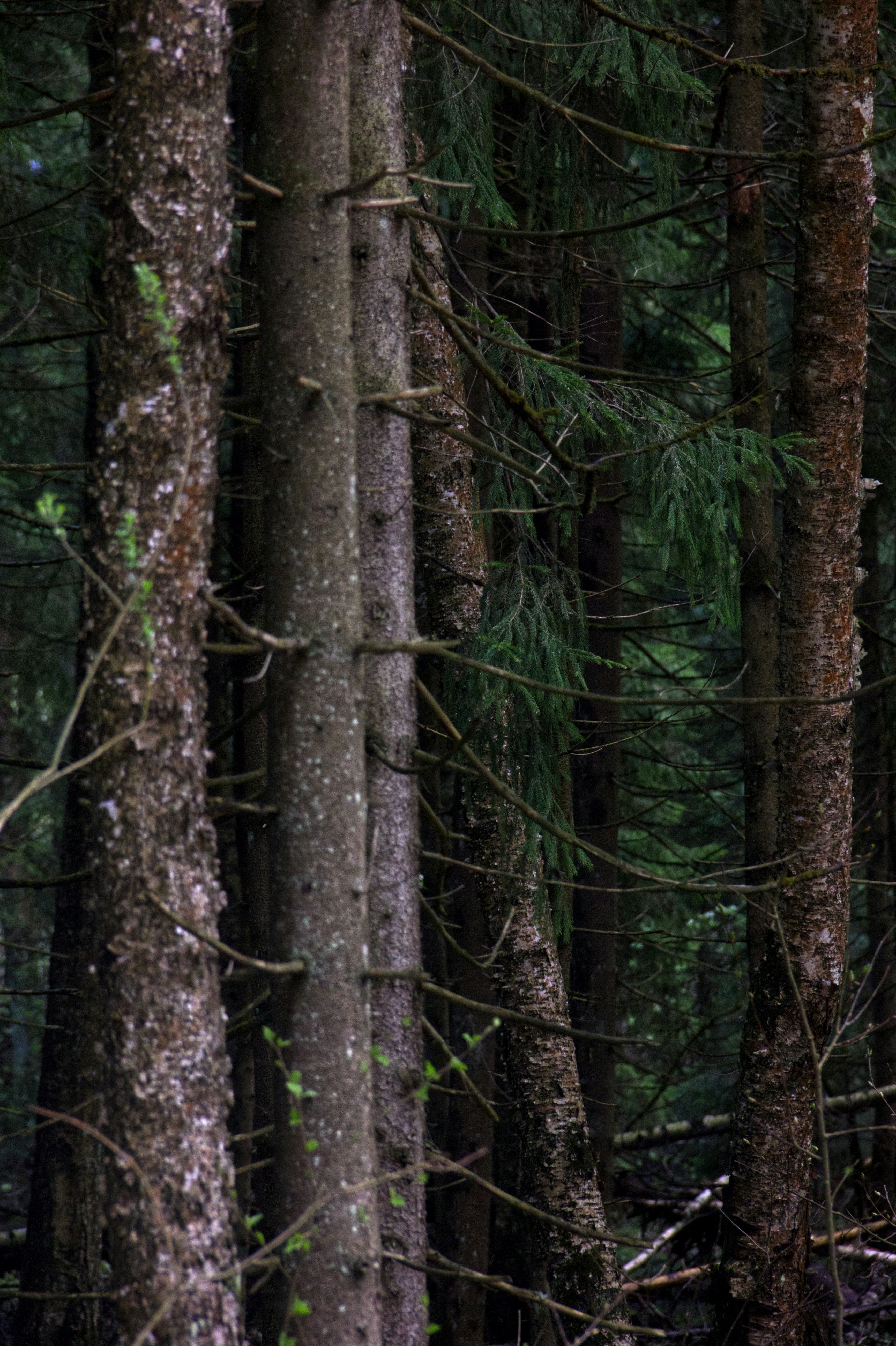 Photo by frantsuznastya