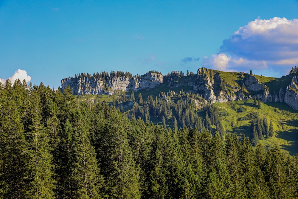 a group of trees in front of a mountain