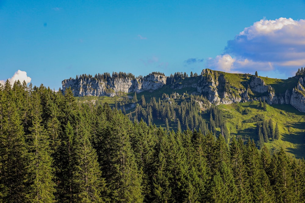 a group of trees in front of a mountain