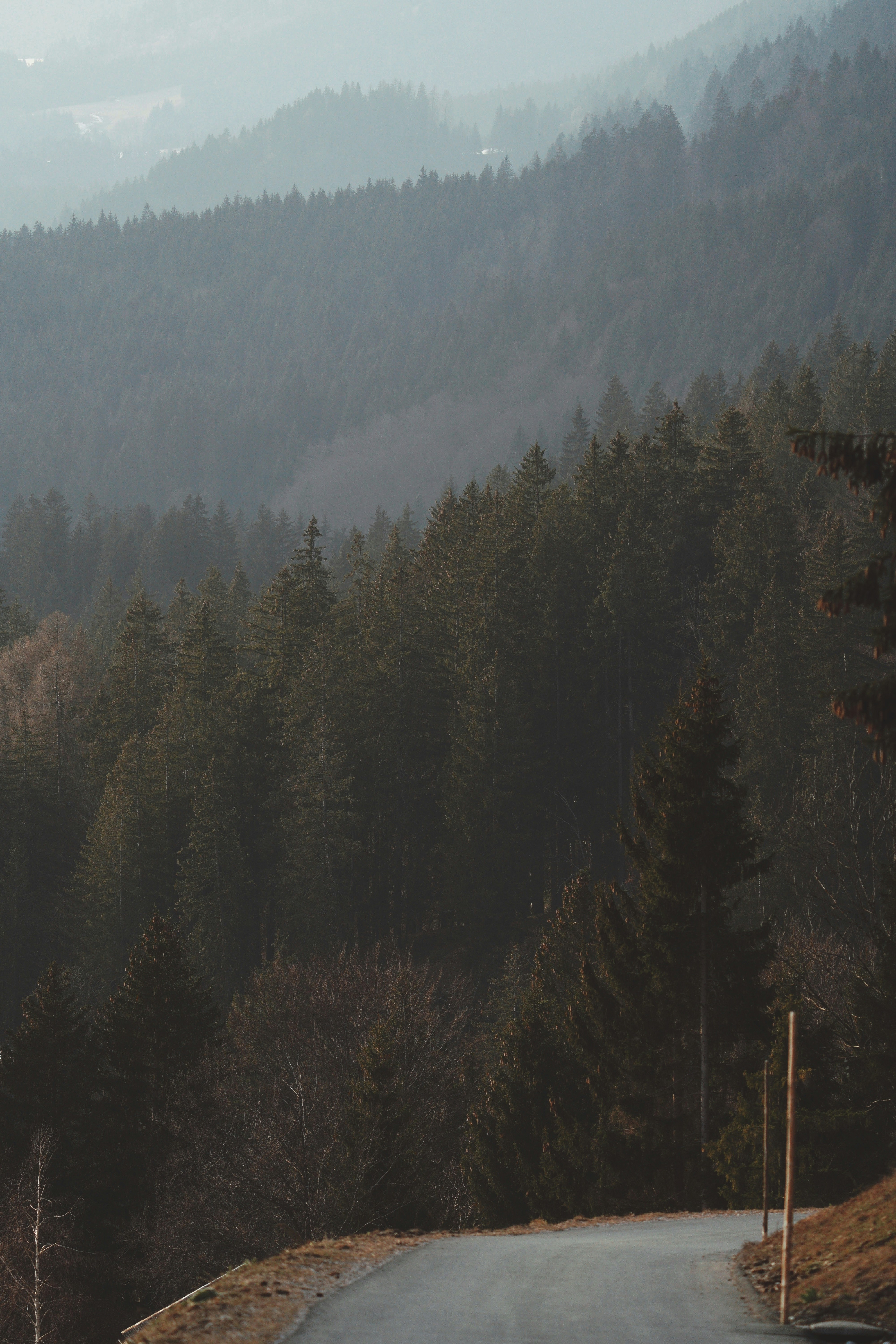 an empty road in the middle of a forest