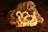 A string of pearls is elegantly draped over what appears to be a piece of textured organic material, possibly a mushroom or fungus, placed against a richly colored, dark golden-brown background. The pearls have a soft, creamy luster.