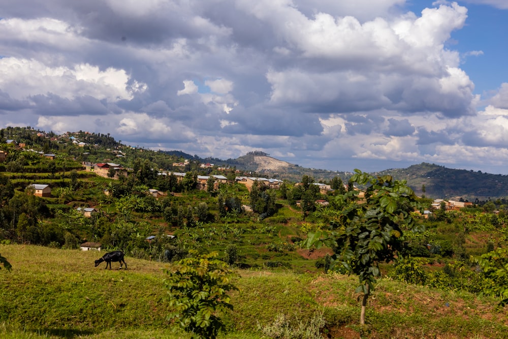 a lush green hillside covered in lots of trees