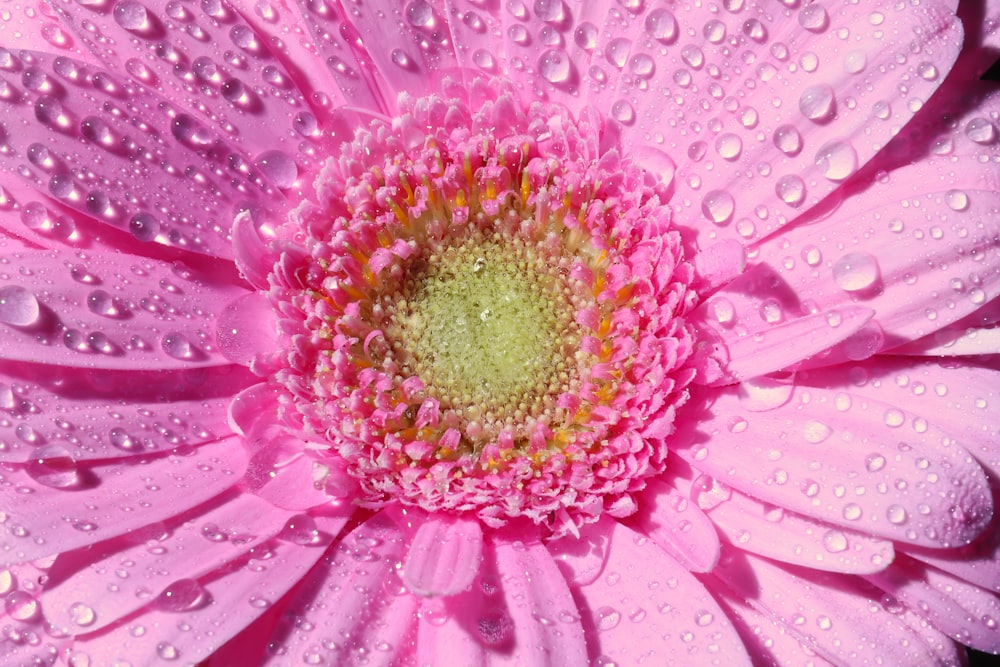 a pink flower with water droplets on it