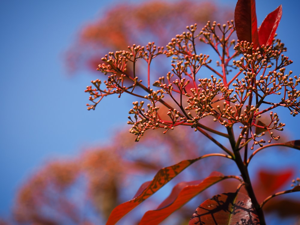 a close up of a tree with red leaves