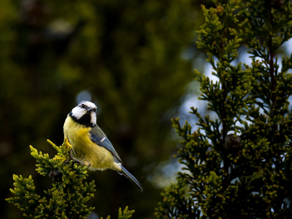 a bird perched on top of a tree branch