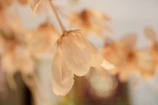 Soft focus on a rose petal resting on smooth skin, suggesting delicate sensations.