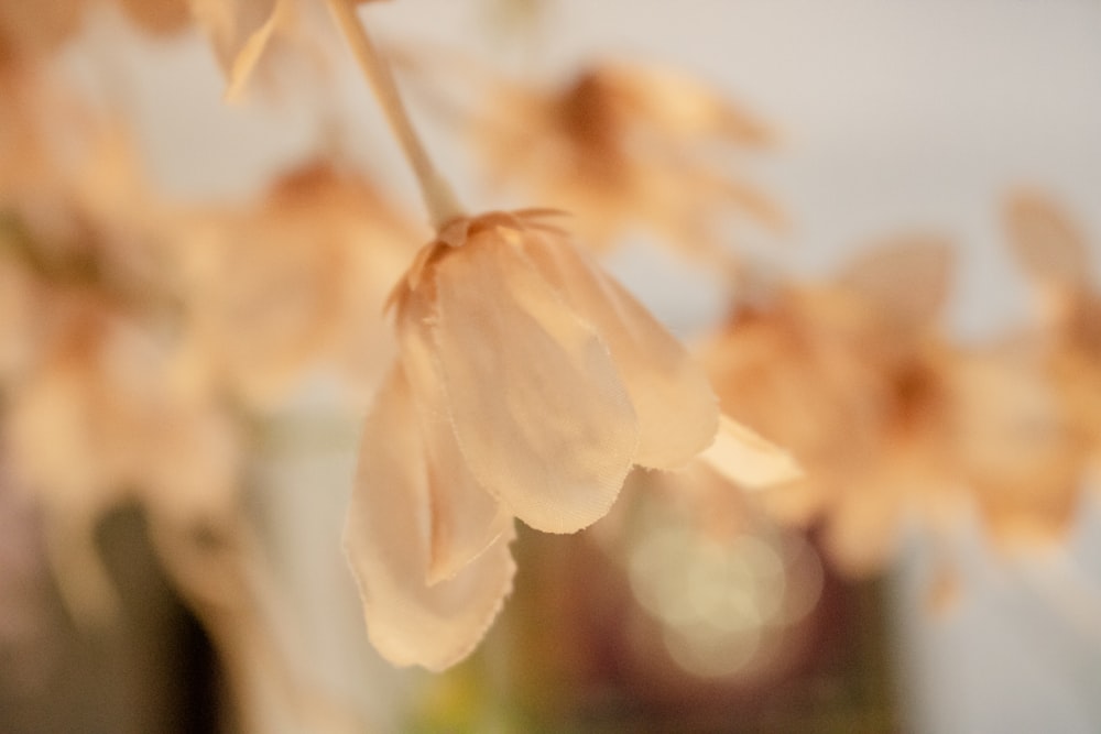 a close up of a flower in a vase