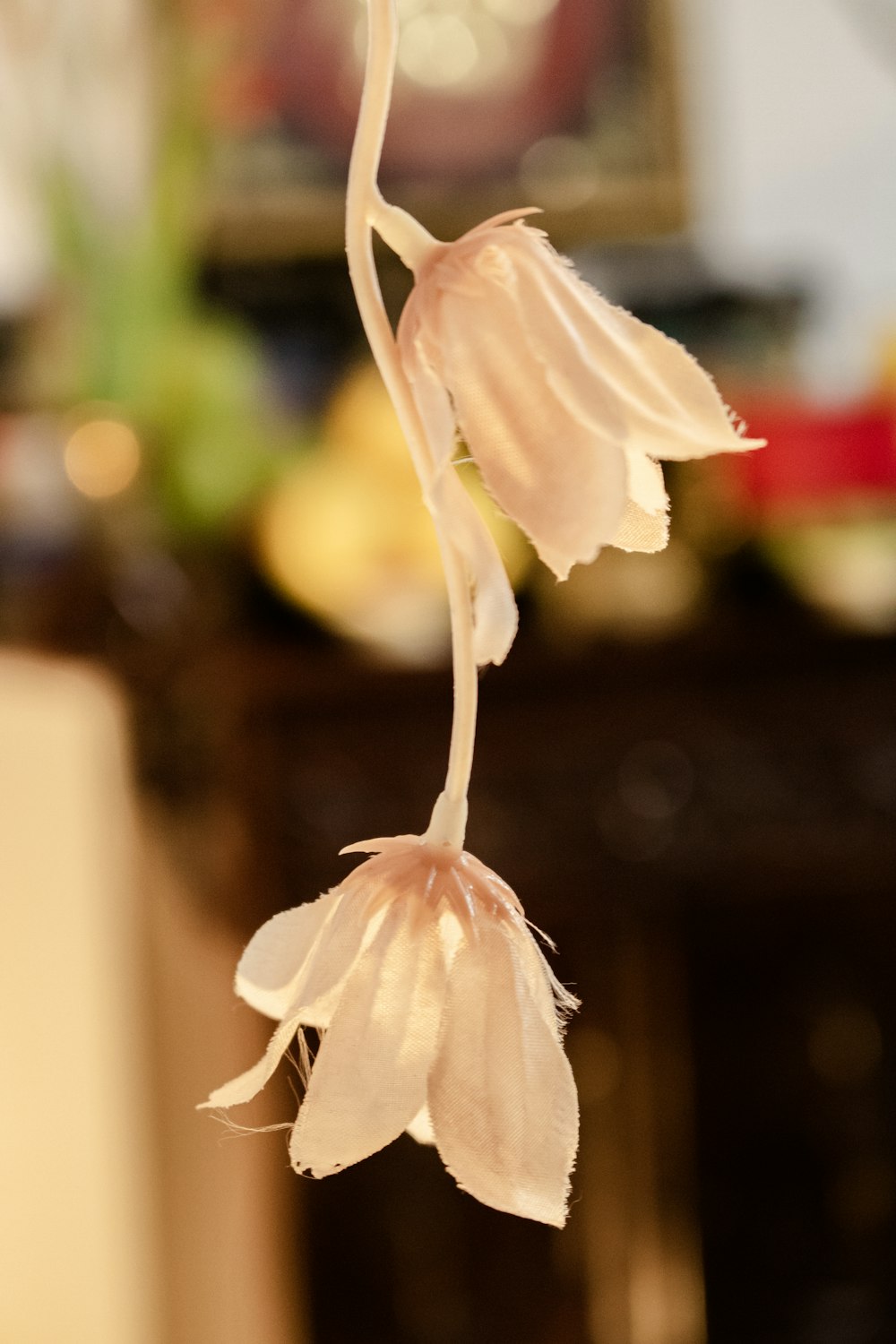 a close up of a flower with a blurry background