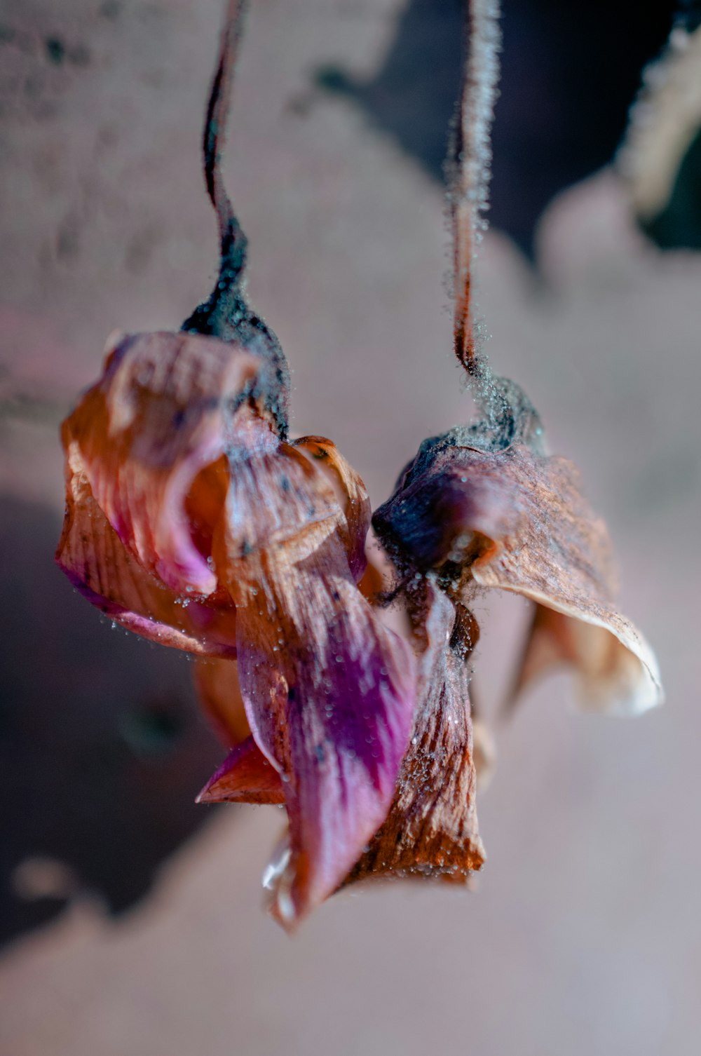 a close up of a flower on a string