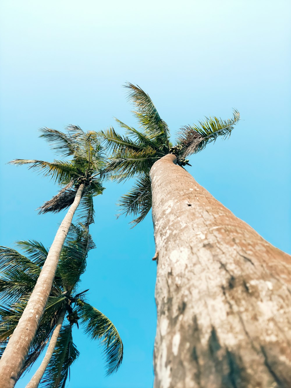 a tall palm tree with a blue sky in the background