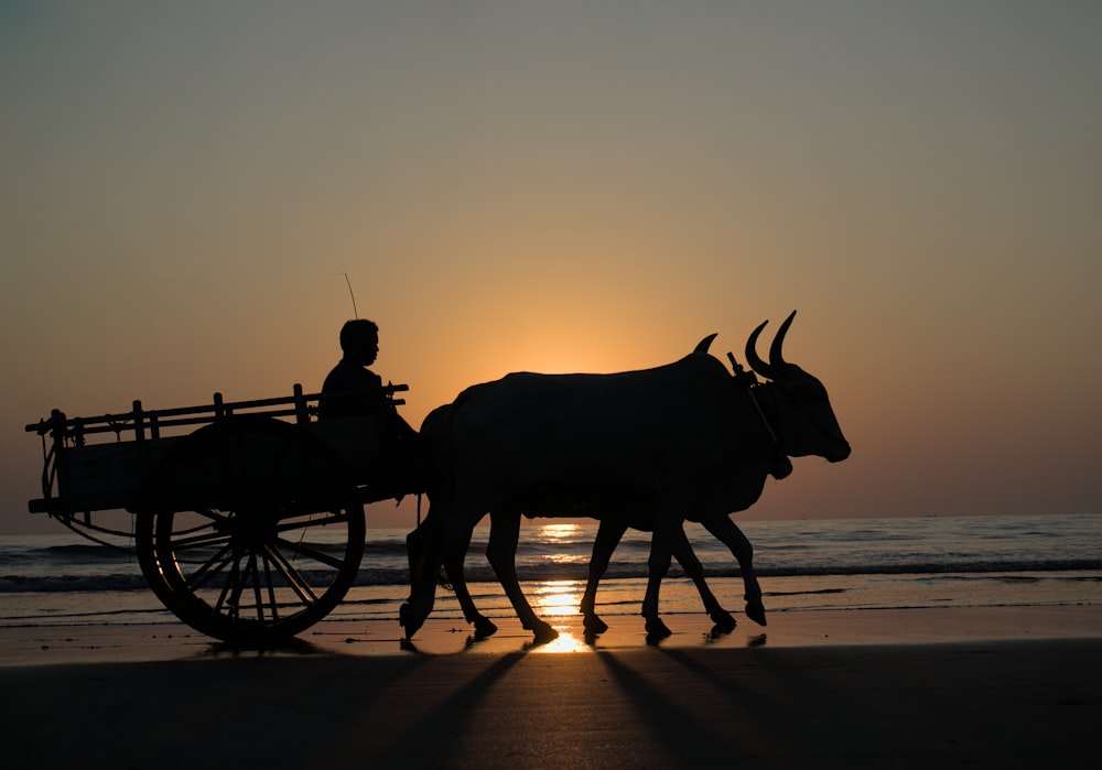 a man riding on the back of a ox drawn carriage