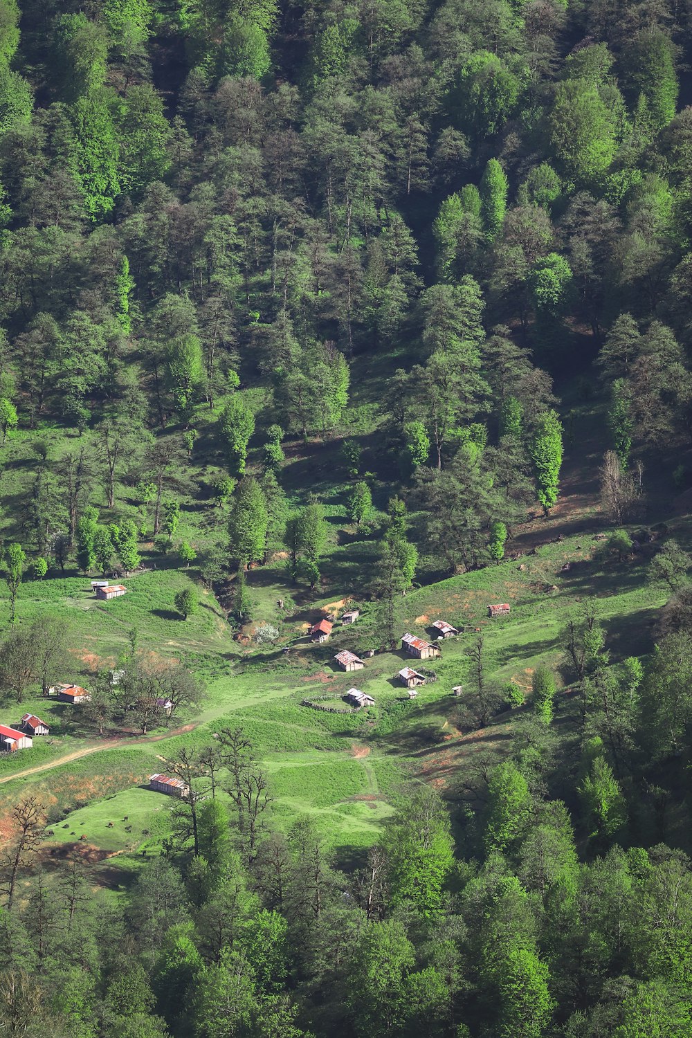 a small village in the middle of a forest
