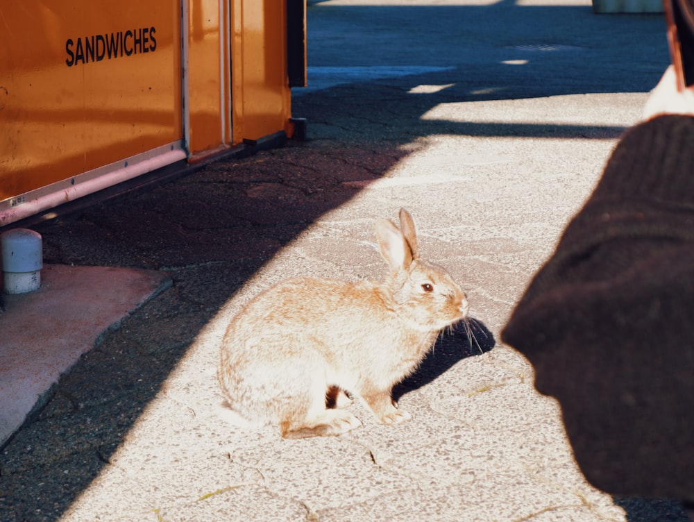a rabbit sitting on the ground next to a person