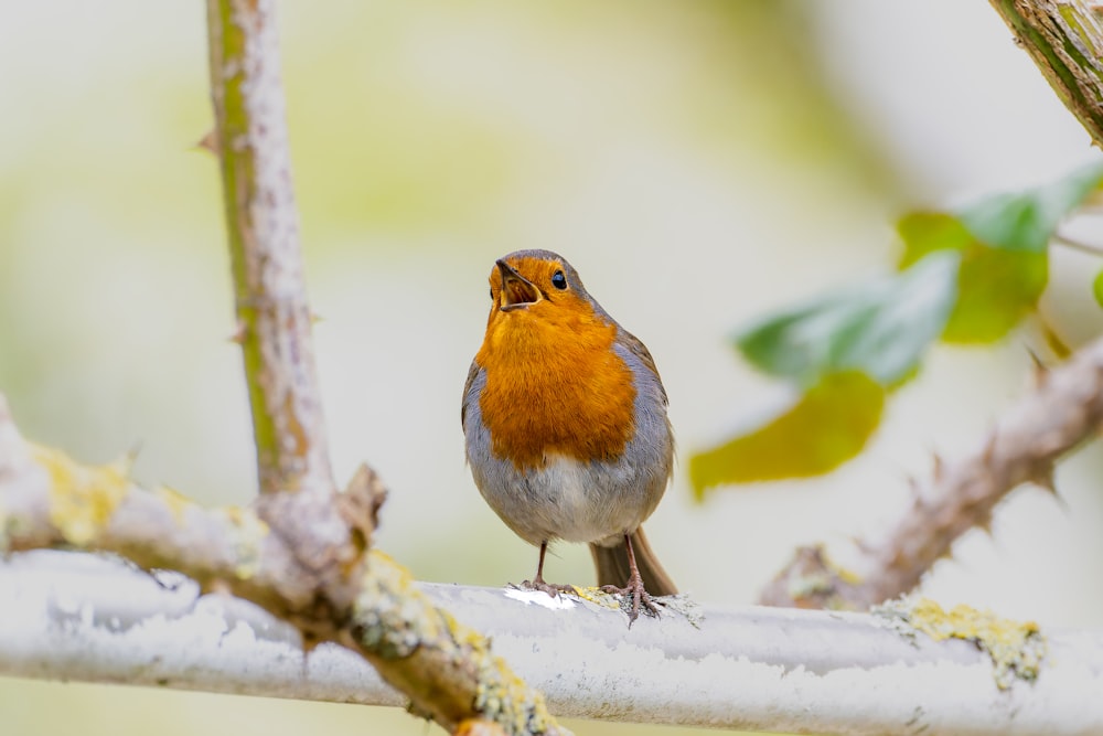 a small bird perched on a tree branch