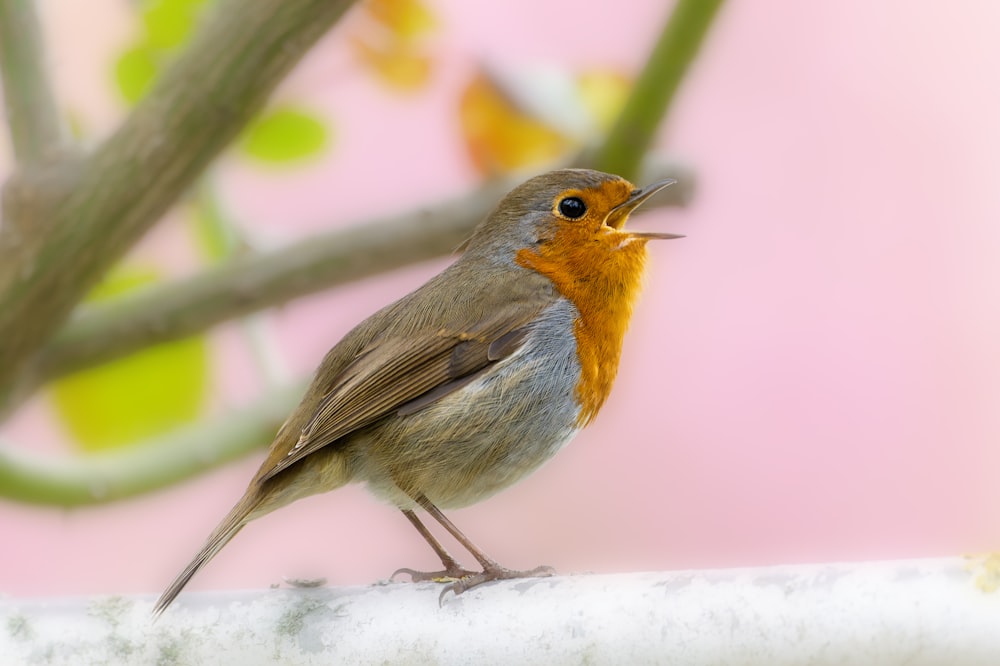 a small bird sitting on top of a tree branch