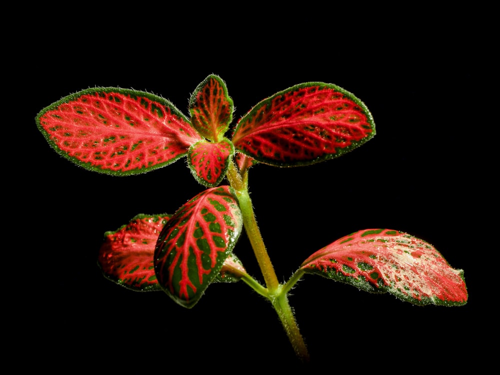 a close up of a red flower on a black background