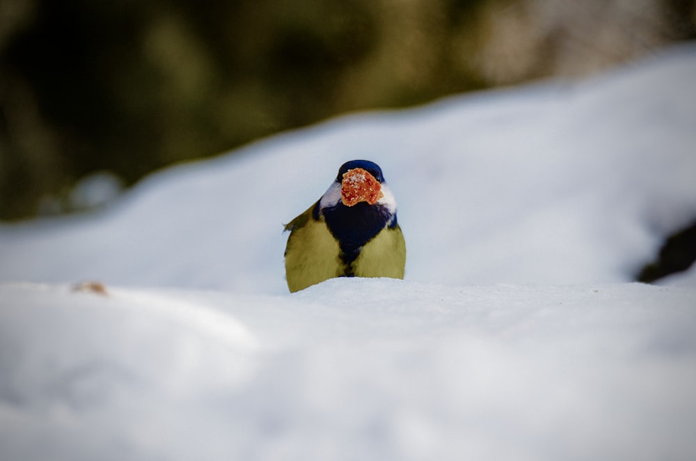 un piccolo uccello seduto sulla cima di un terreno coperto di neve