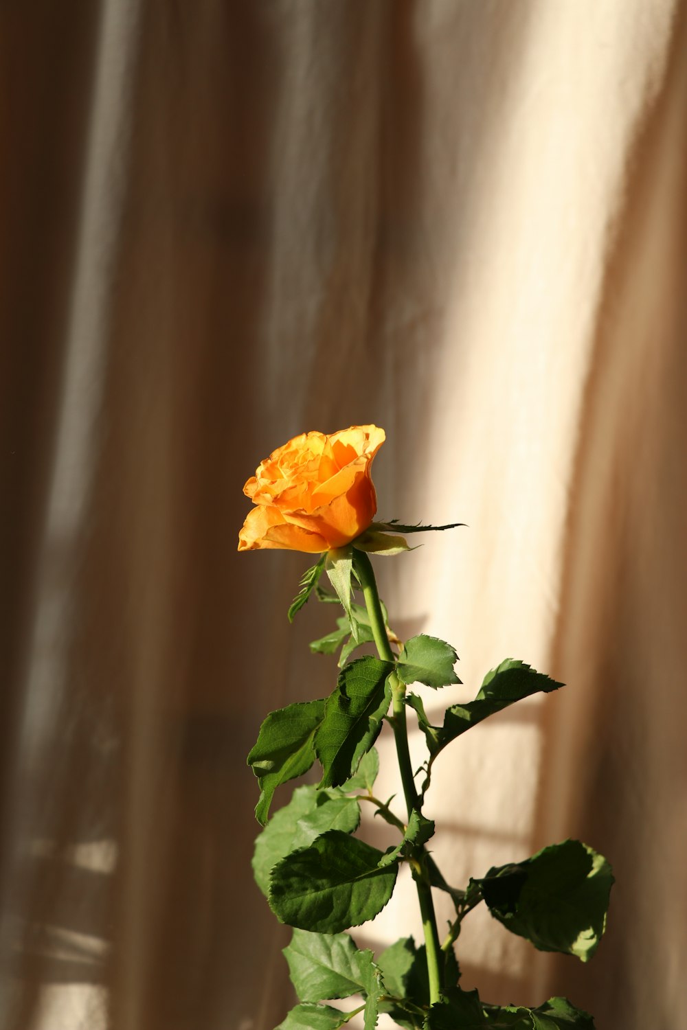 a single orange rose in a vase on a table