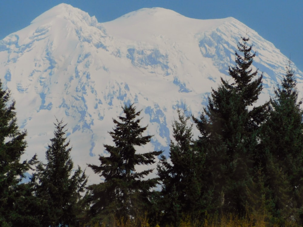 a snow covered mountain surrounded by pine trees