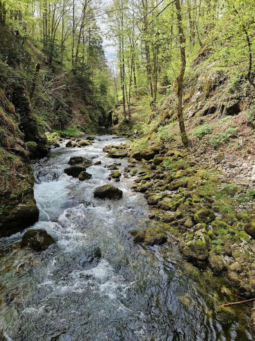 a river running through a lush green forest