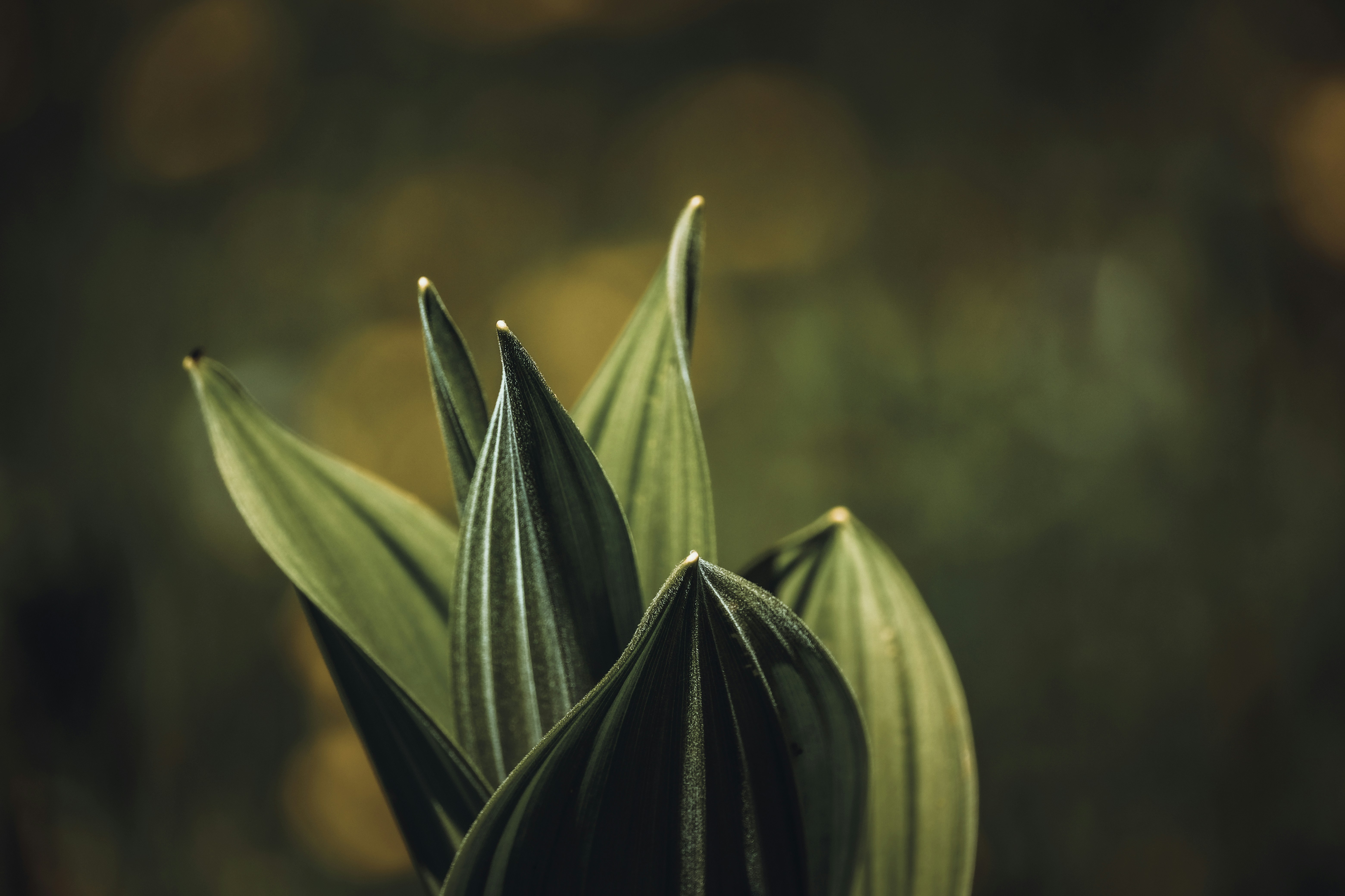 Photo by francesco_ungaro