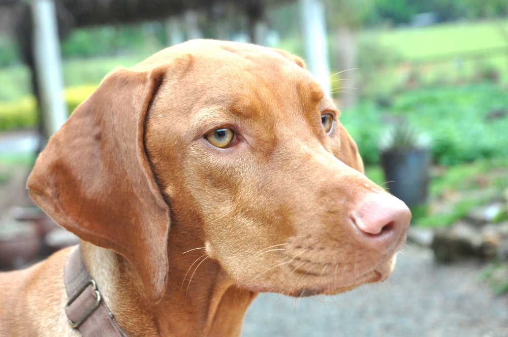 a close up of a dog looking off into the distance