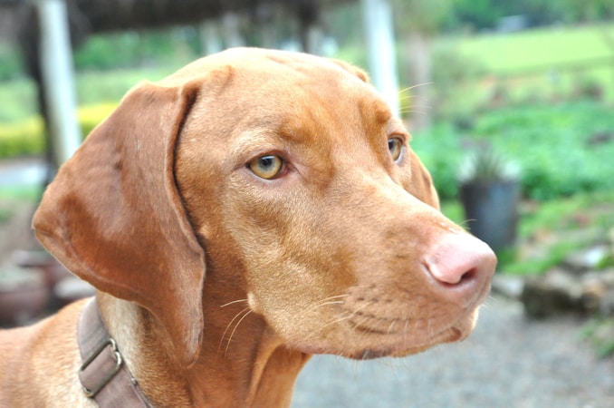 Vizsla