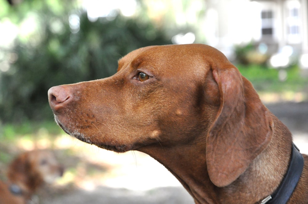 a close up of a dog looking off into the distance