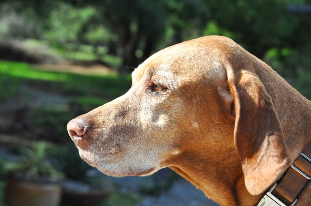 a close up of a dog's head with trees in the background