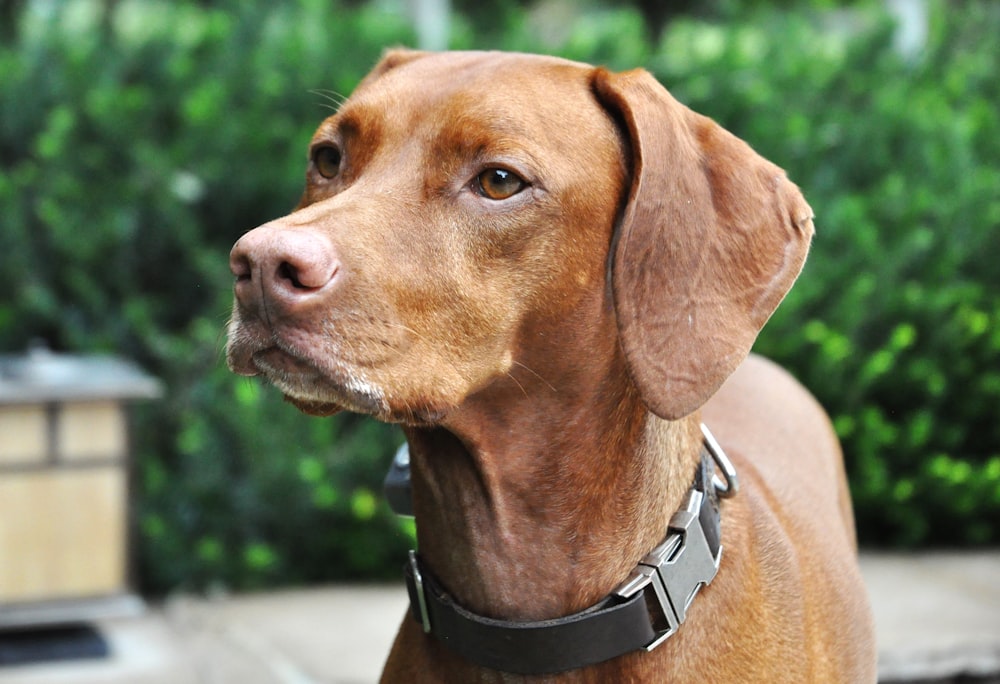 a close up of a dog wearing a collar