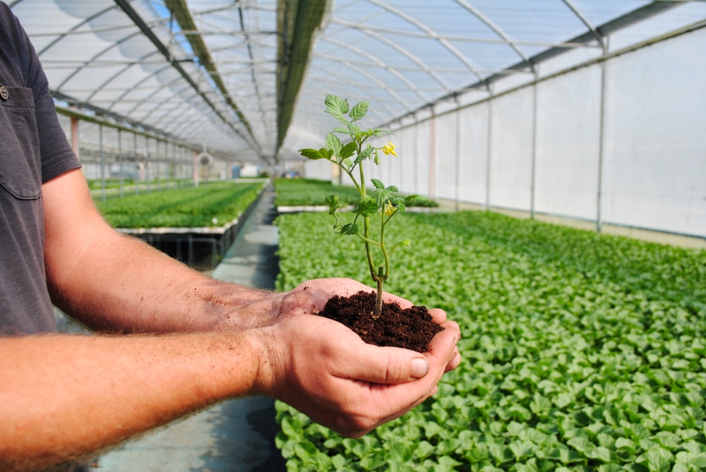 a man holding a plant in a greenhouse