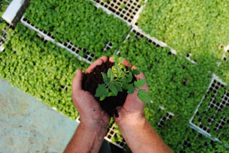 a person holding a plant in their hands