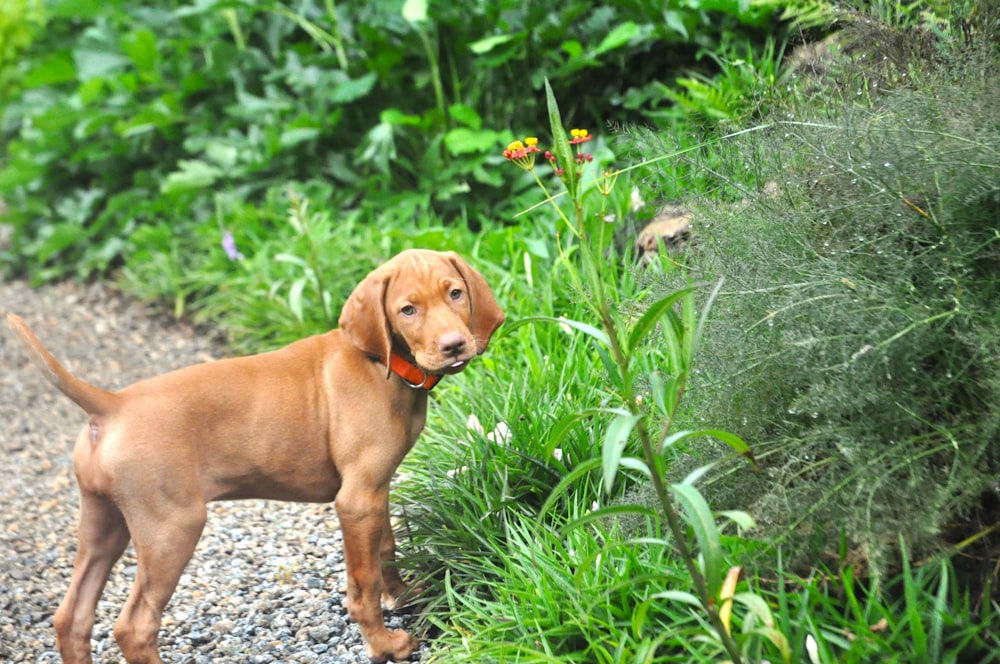 a brown dog standing on top of a gravel road