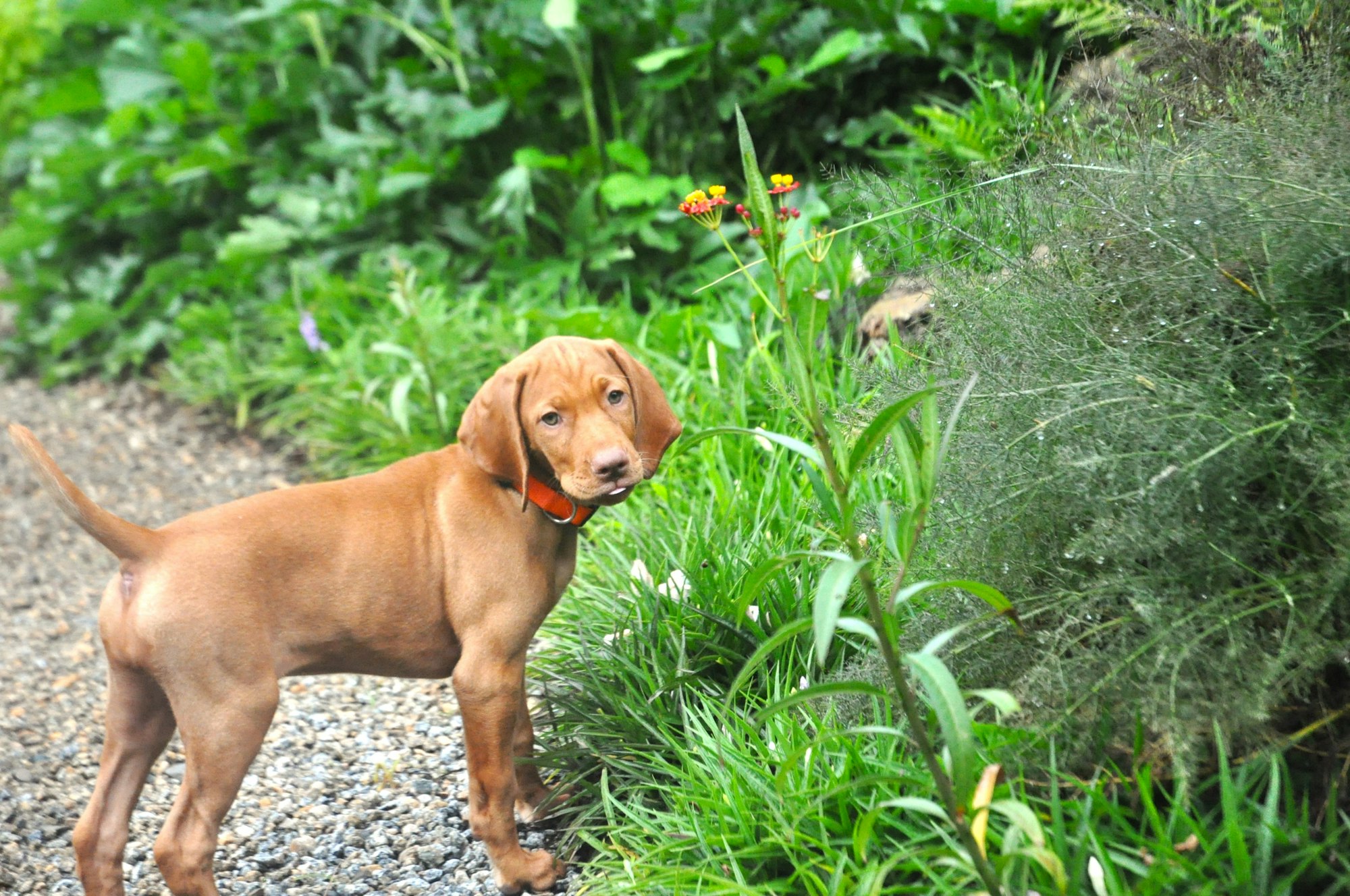 vizsla puppies