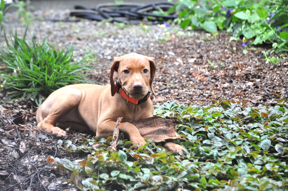 a brown dog laying on top of a lush green field