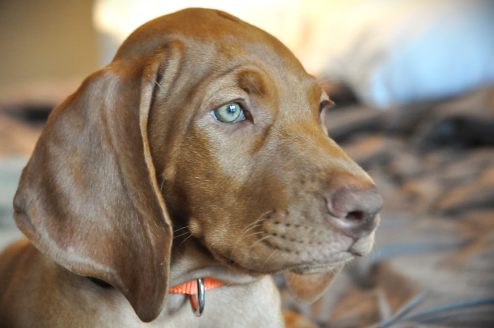 a close up of a dog on a bed