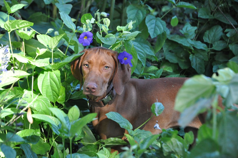 a brown dog standing in the middle of a lush green forest