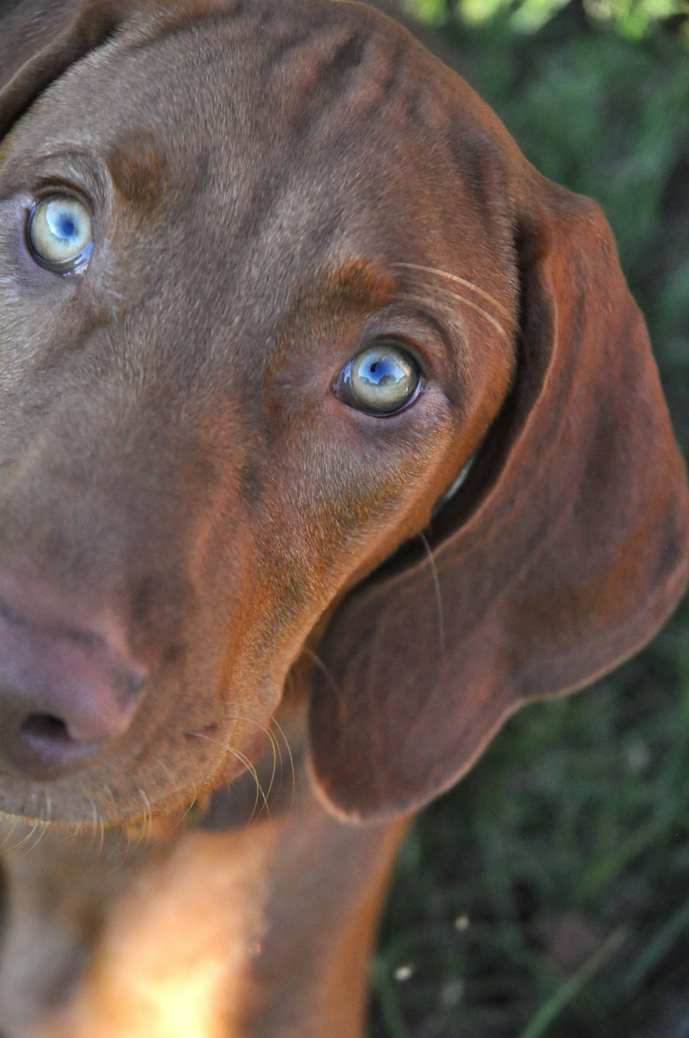 a close up of a brown dog with blue eyes