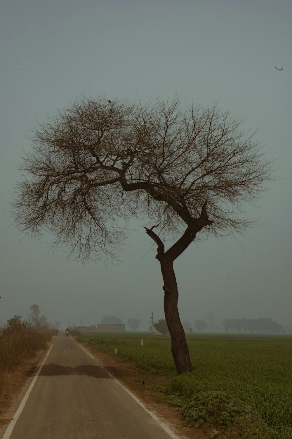 a lone tree on the side of a road