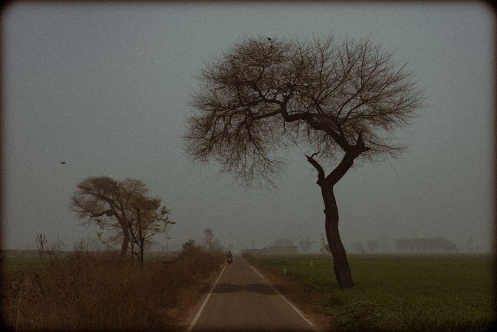 a lone tree on the side of a road