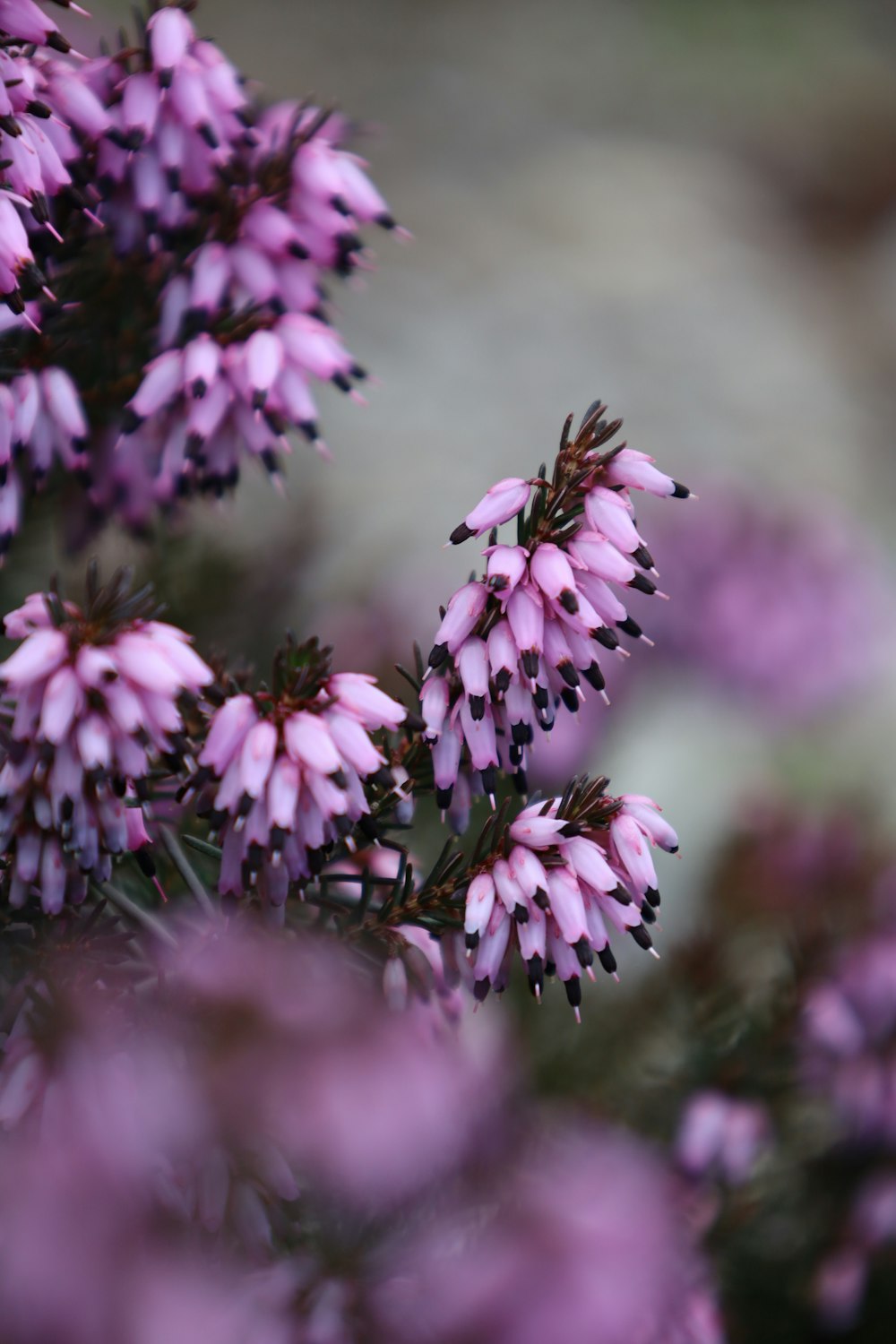 a close up of a bunch of purple flowers