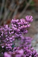 A close-up of a vibrant purple heather plant blooming on a grave.
