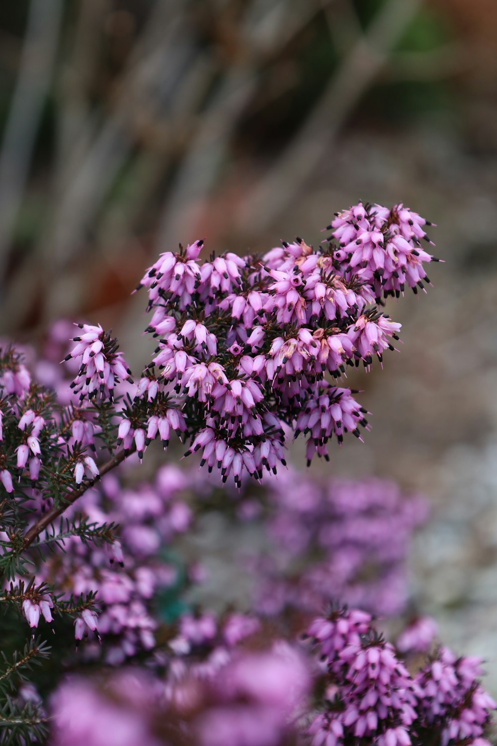 Un ramo de pequeñas flores púrpuras en un jardín