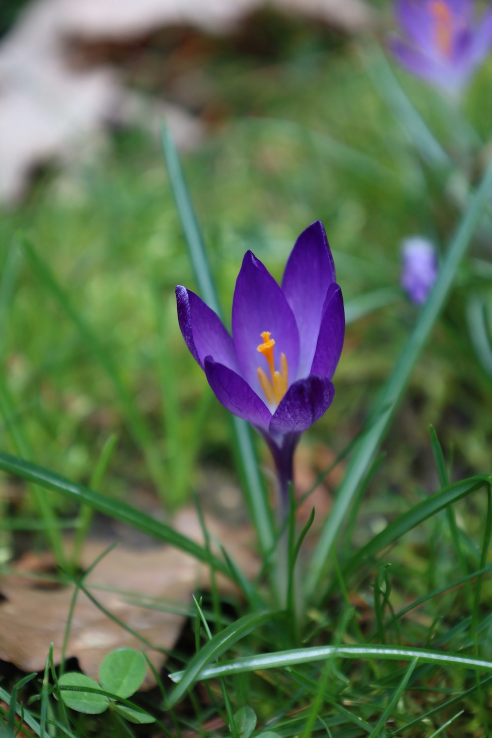 Una flor púrpura está creciendo en la hierba